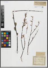 Foto von Salix acutifolia Willd.